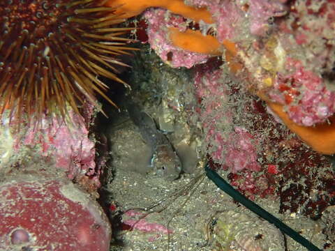 Image of Kolombatovic's Goby