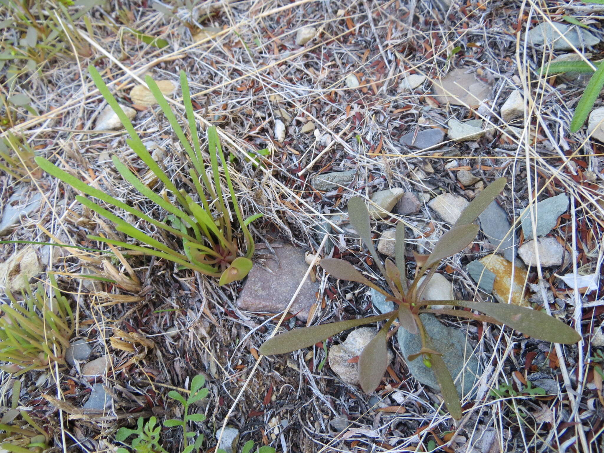 Image de Claytonia parviflora subsp. utahensis (Rydberg) John M. Miller & K. L. Chambers