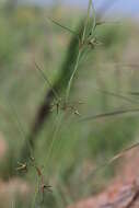 Ceropegia chlorantha (Schltr.) Bruyns的圖片