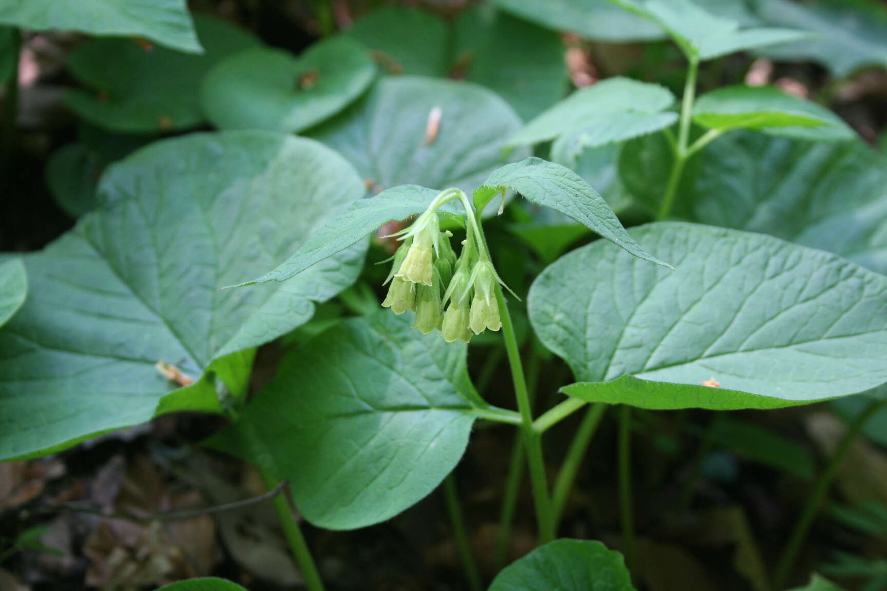 Image of Symphytum cordatum Waldst. & Kit.