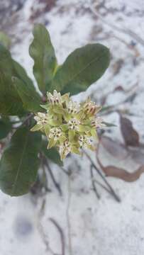 Image of Curtiss' milkweed