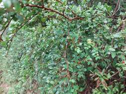 Erythroxylum cuneifolium (Mart.) O. E. Schulz的圖片