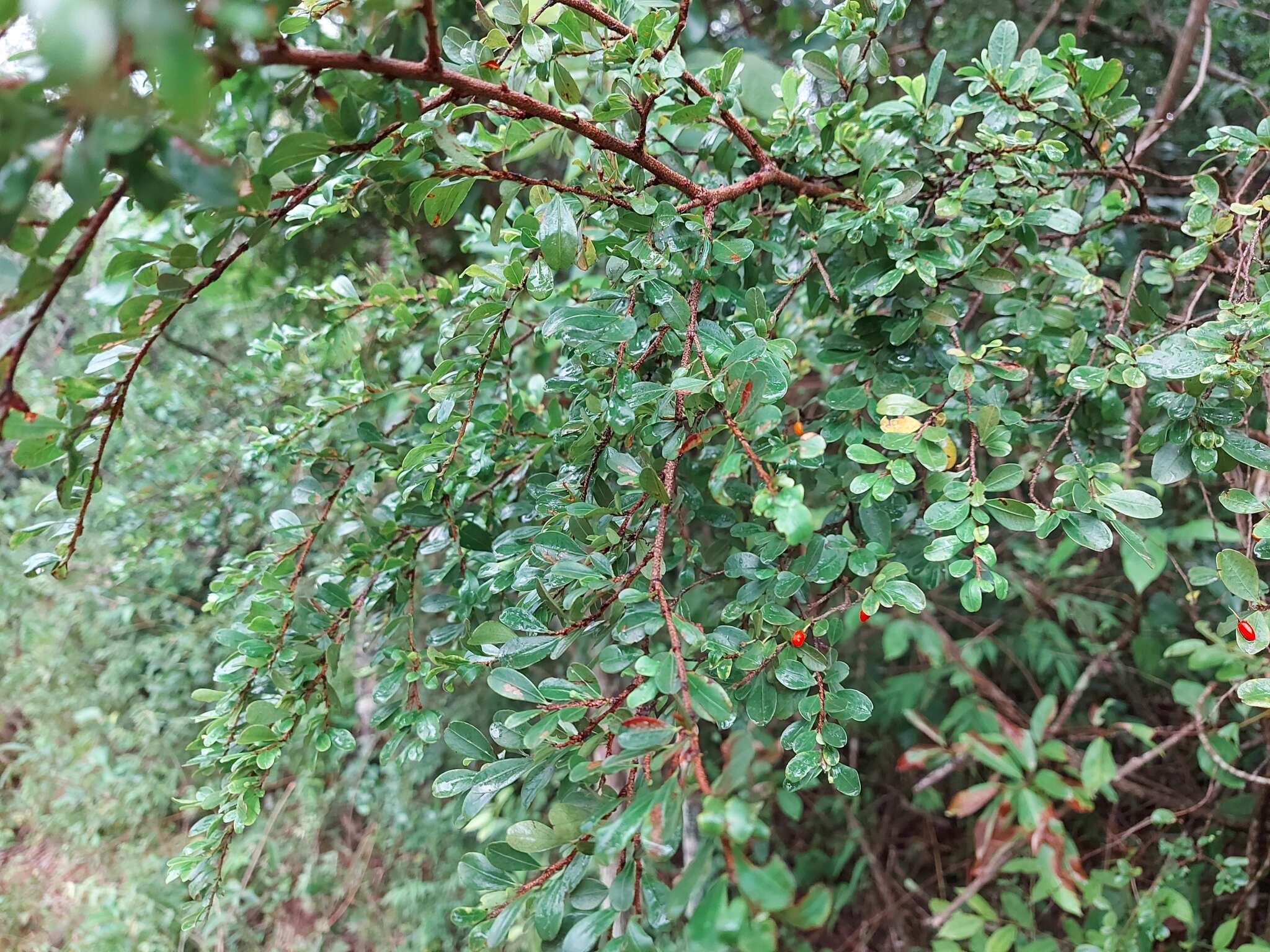 Erythroxylum cuneifolium (Mart.) O. E. Schulz的圖片