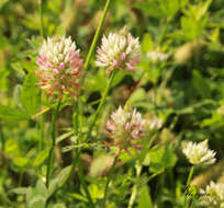 Image of arrowleaf clover