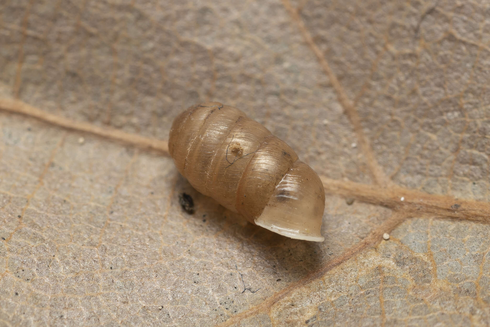 Image of Orculella ignorata Hausdorf 1996