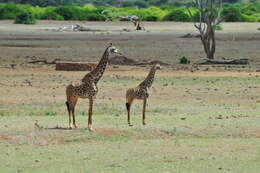 Image of Giraffa camelopardalis tippelskirchi Matschie 1898