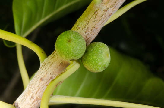 Ficus marmorata Boj. ex Baker的圖片