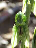 Image of Smooth leafy greenhood