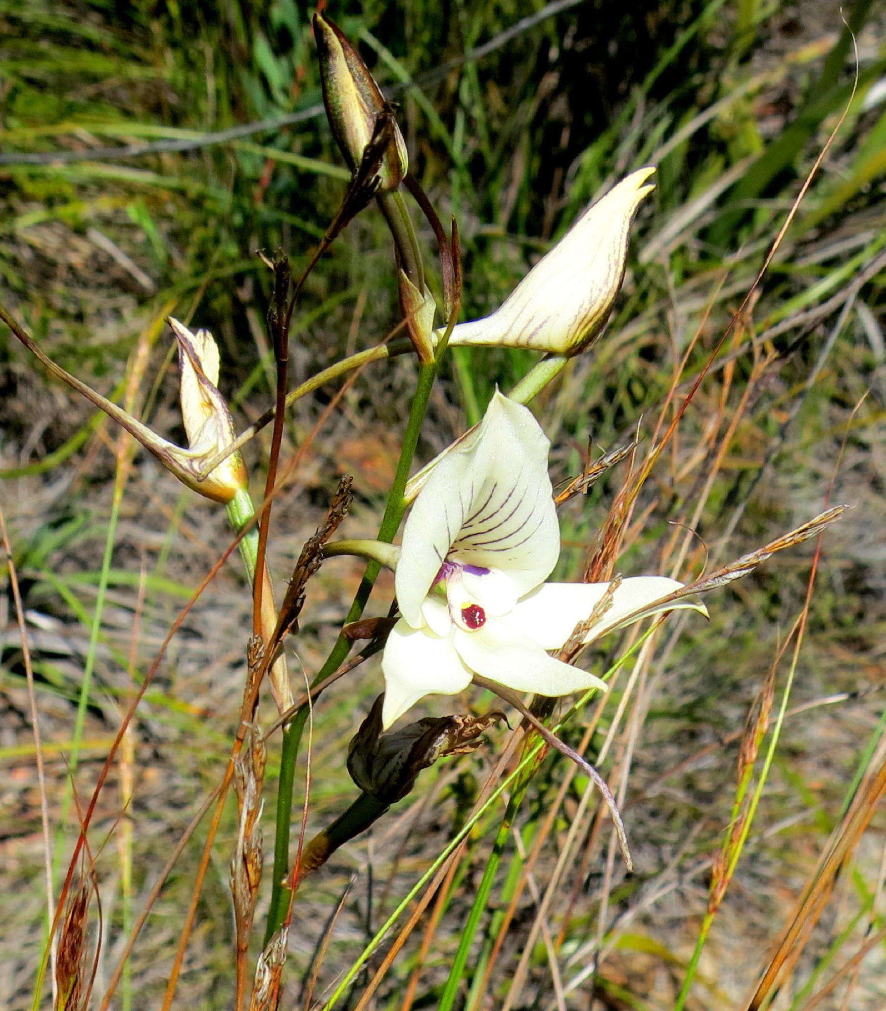 Image de Disa schlechteriana Bolus