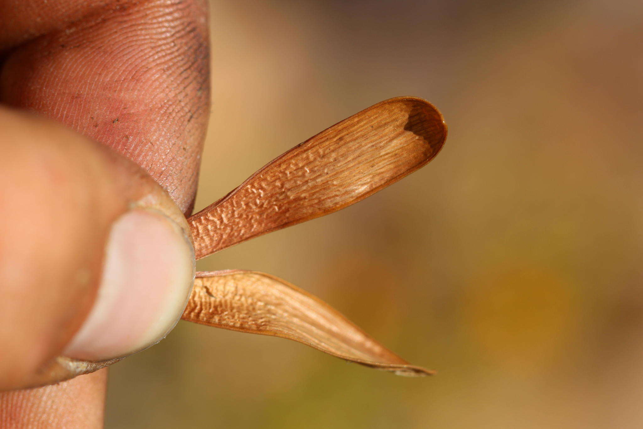 Image of Drimia marginata (Thunb.) Jessop