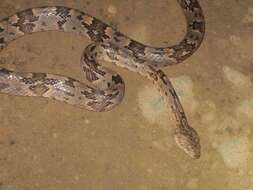 Image of Coastal Lyre Snake