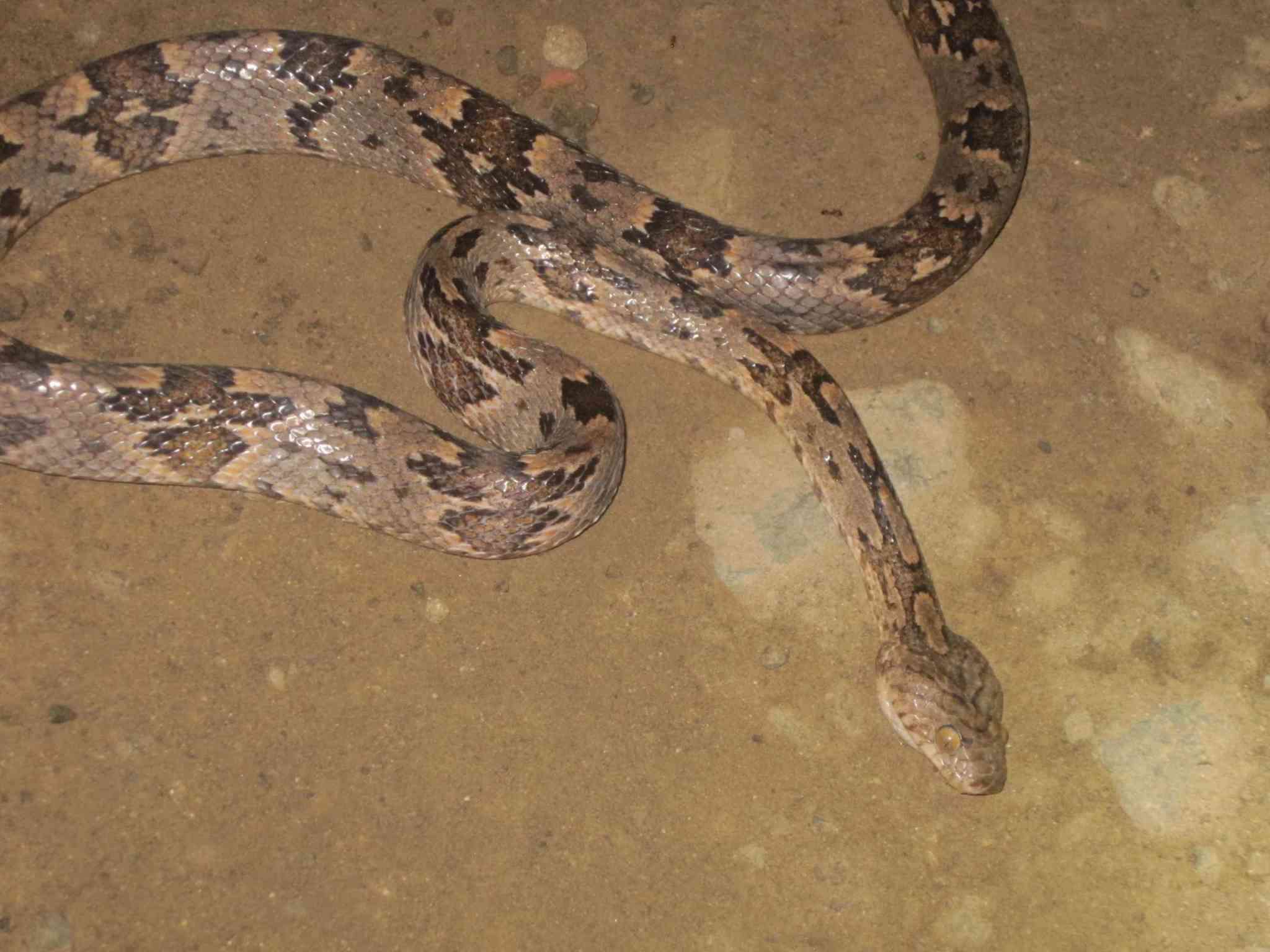 Image of Coastal Lyre Snake