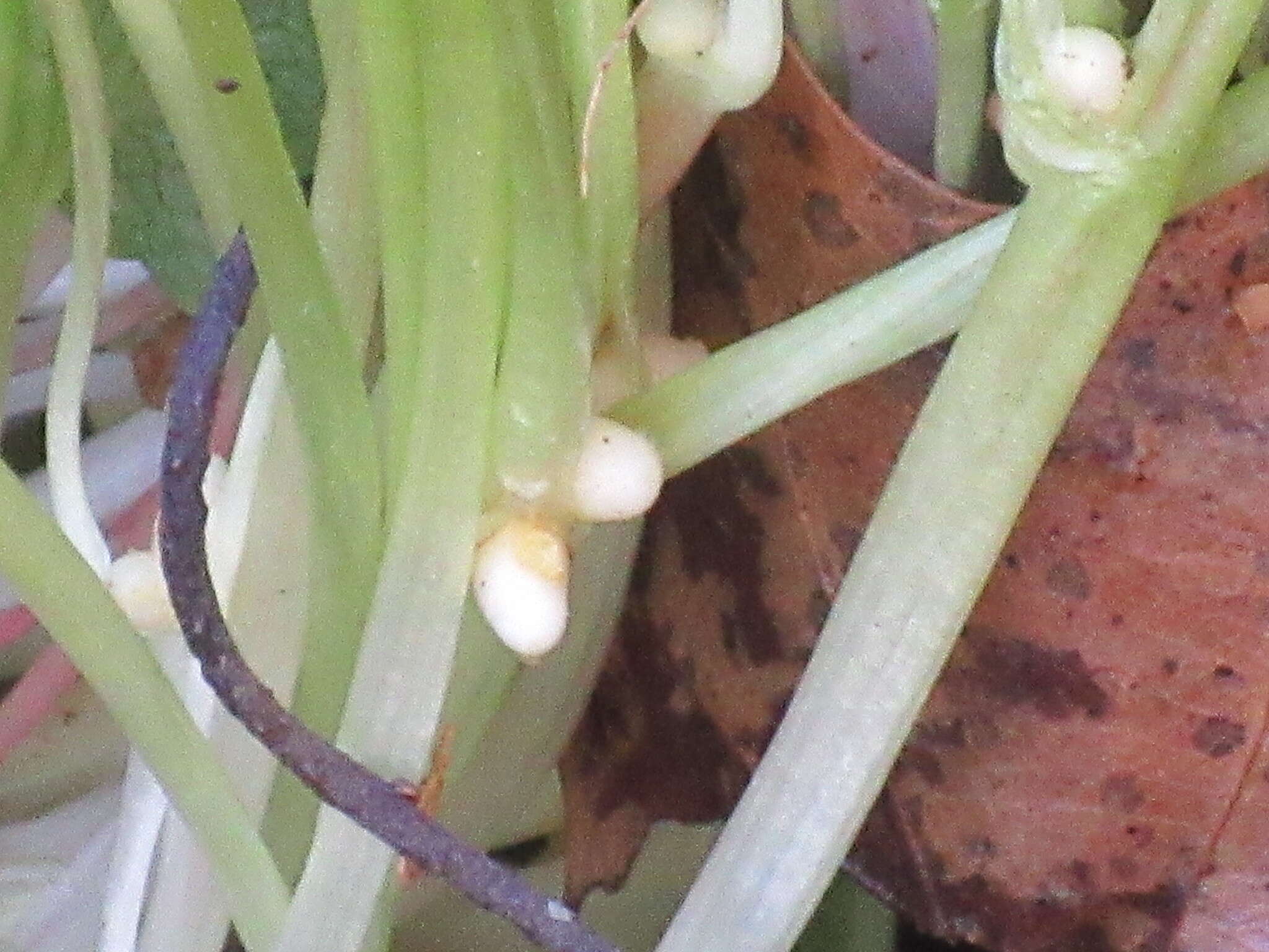 <i>Ficaria verna</i> subsp. <i>bulbilifera</i>的圖片