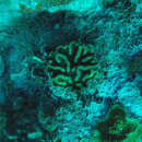 Image of Ridge cactus coral