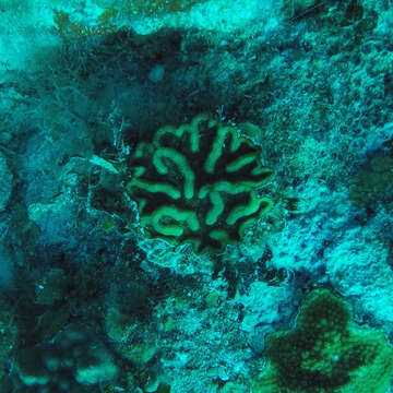 Image of Ridge cactus coral