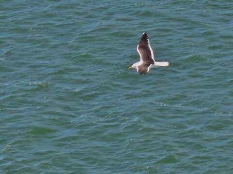 Image of lesser black-backed gull