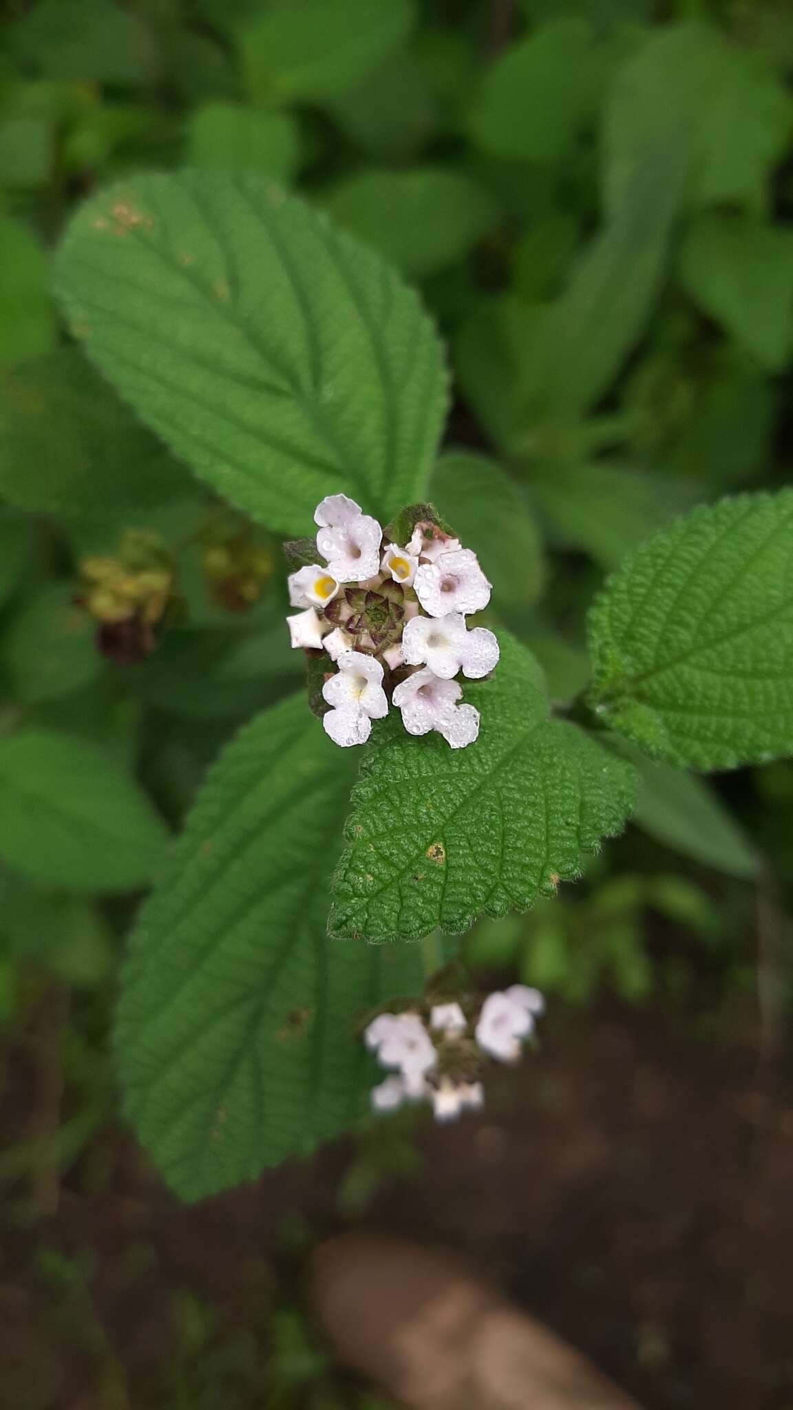 Image of Lantana horrida subsp. horrida