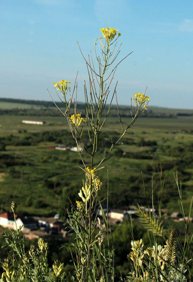 Image of diffuse wallflower