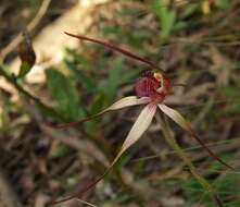 Image of Red-lipped spider orchid