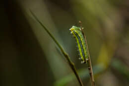 Thespea virescens (Matsumura 1911) resmi