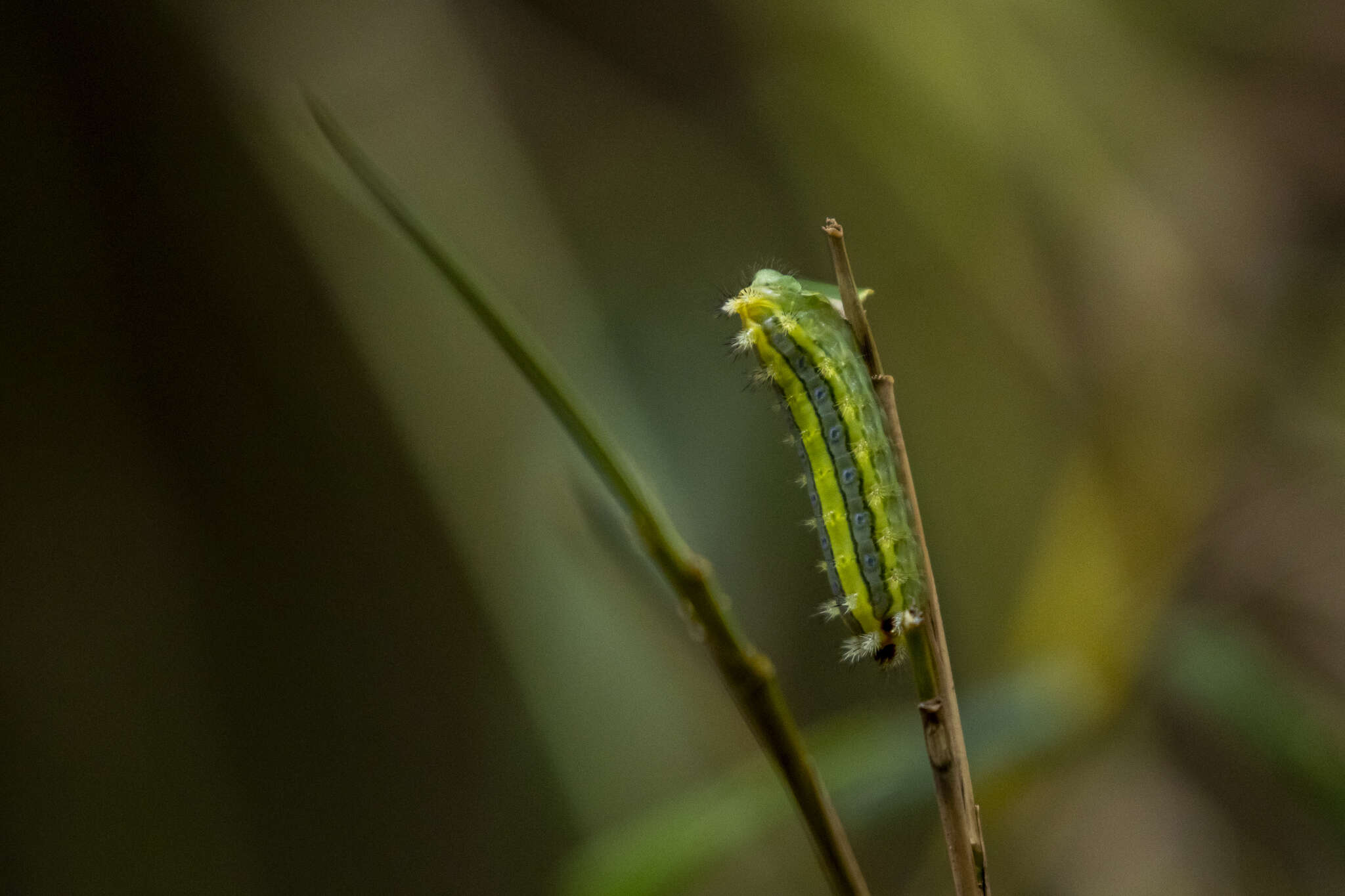 Thespea virescens (Matsumura 1911) resmi