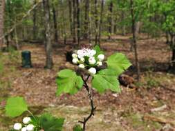 Image of Copenhagen hawthorn