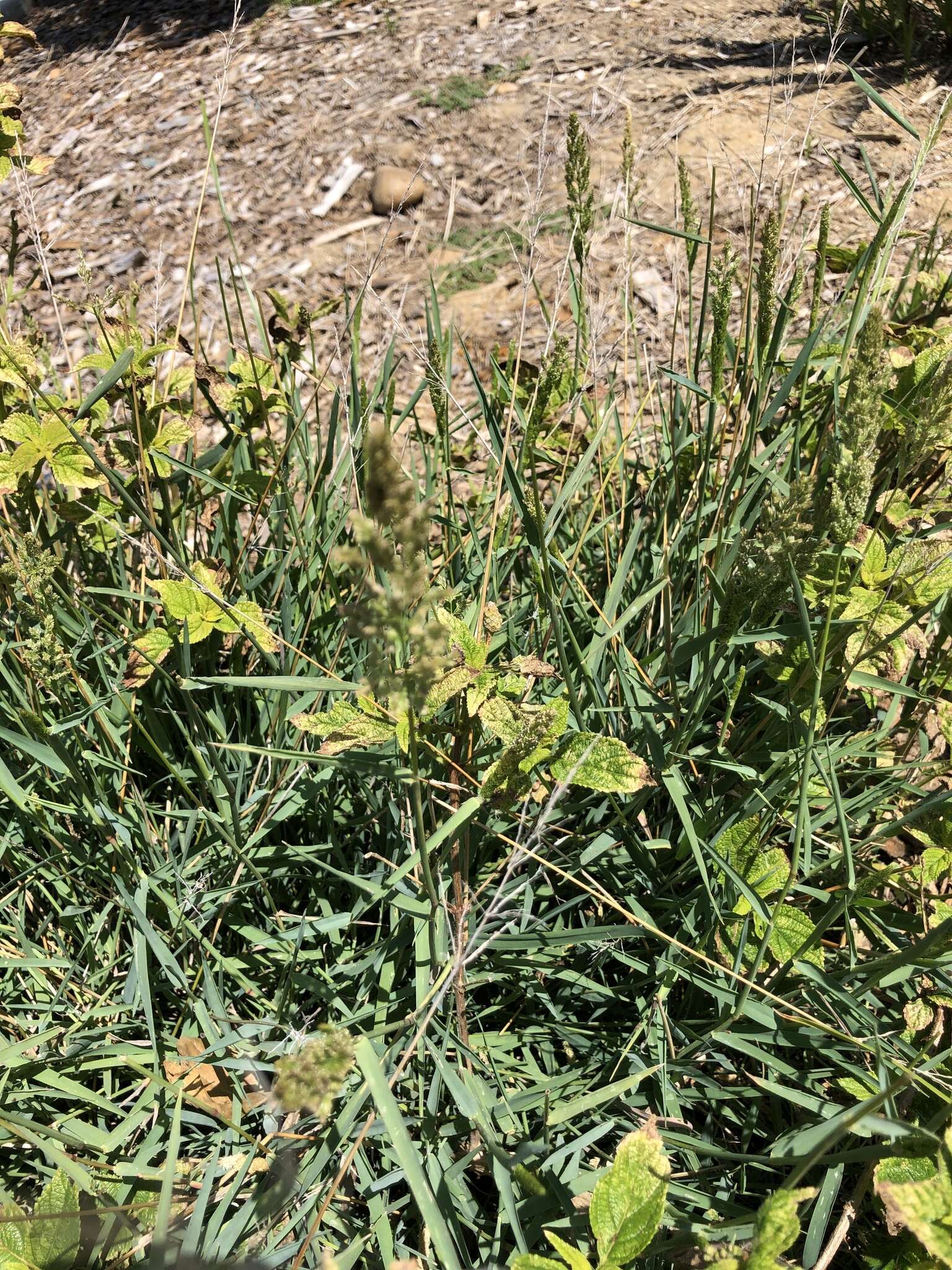 Слика од Polypogon viridis (Gouan) Breistr.