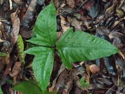 Image of Three-Leaf Halberd Fern