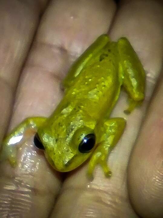 Image of Boettger's Colombian Treefrog