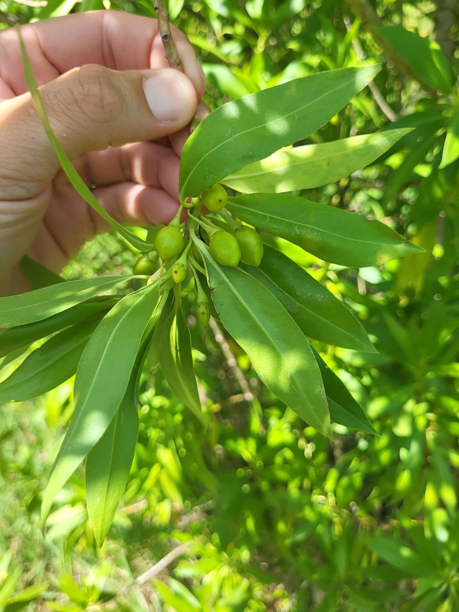 Image de Bontia