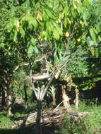 Image of Caatinga Cacholote