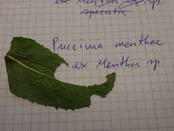 Image of Puccinia menthae Pers. 1801