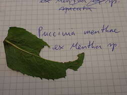 Image de Puccinia menthae Pers. 1801