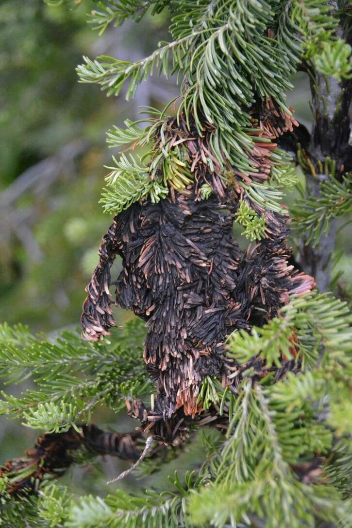 Image of Brown Felt Blight