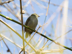 Image of Lance-tailed Manakin