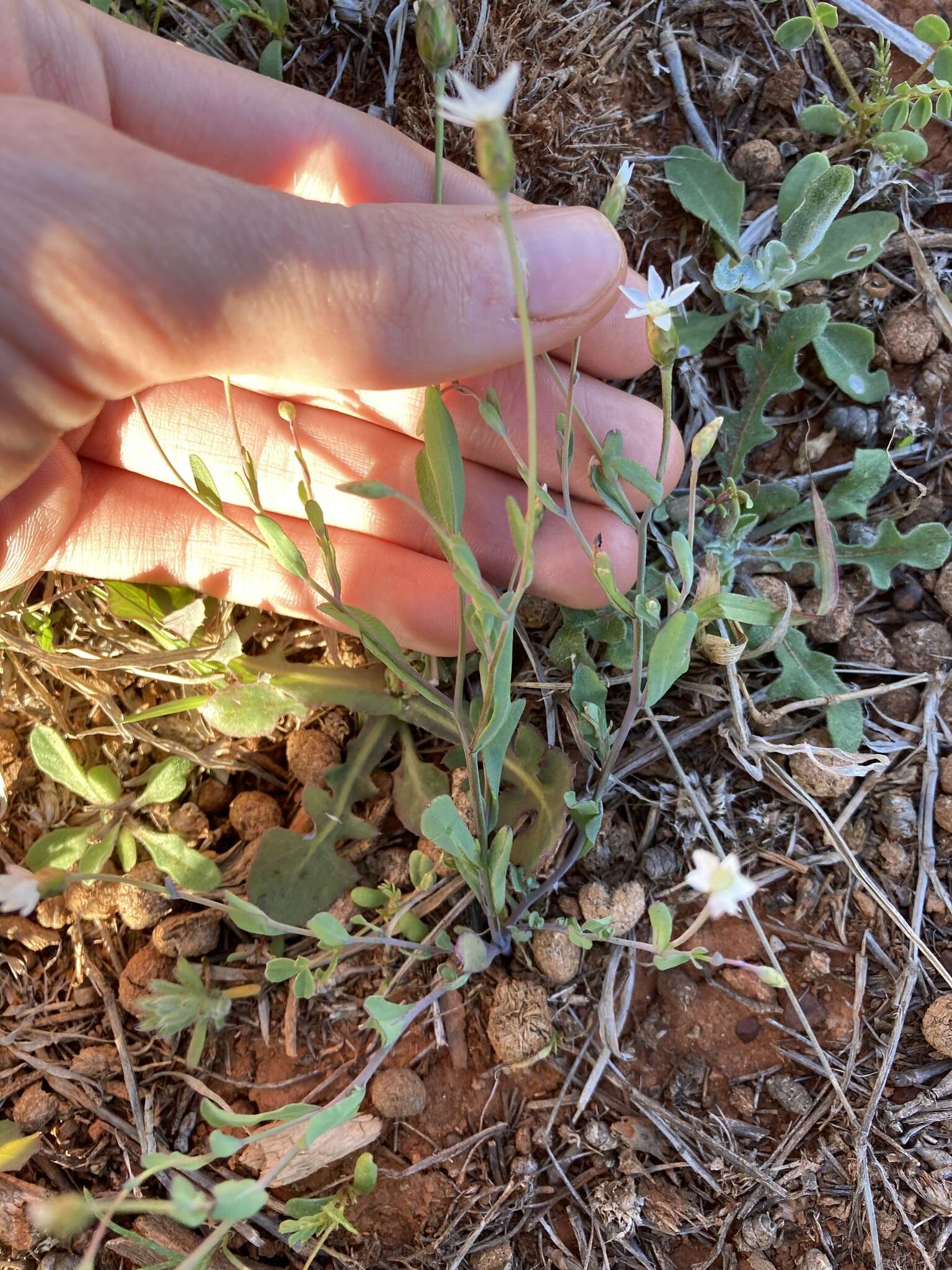 Rhodanthe stricta (Lindl.) P. G. Wilson的圖片