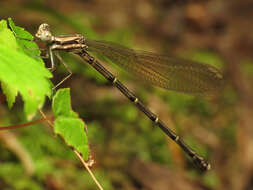 Image of Blue-tipped Dancer