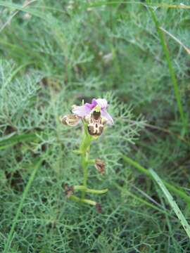 Image of Ophrys vetula Risso