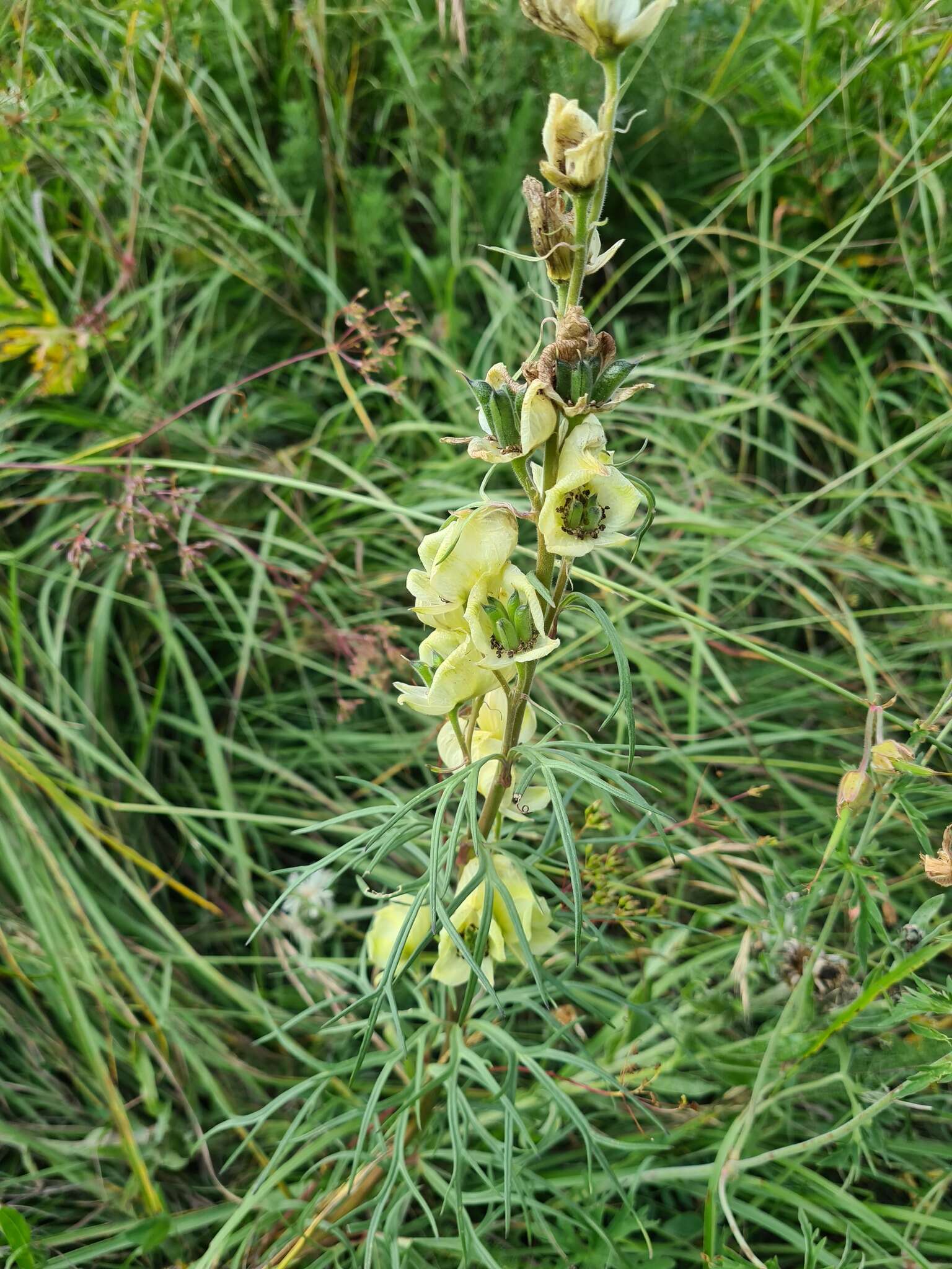 Imagem de Aconitum anthora L.