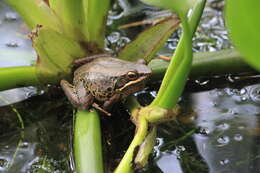 Image of Nidirana adenopleura (Boulenger 1909)