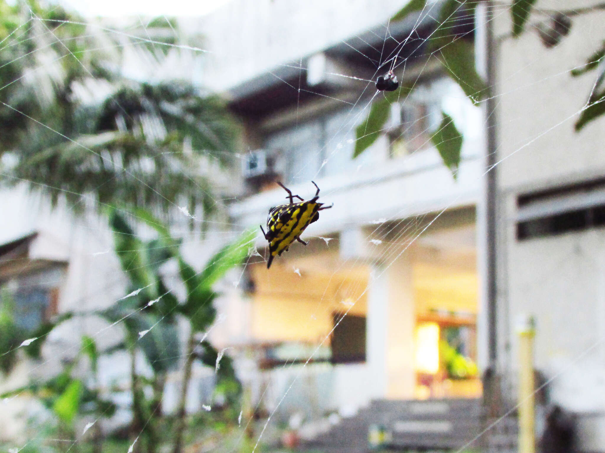 Image of Gasteracantha panisicca Butler 1873