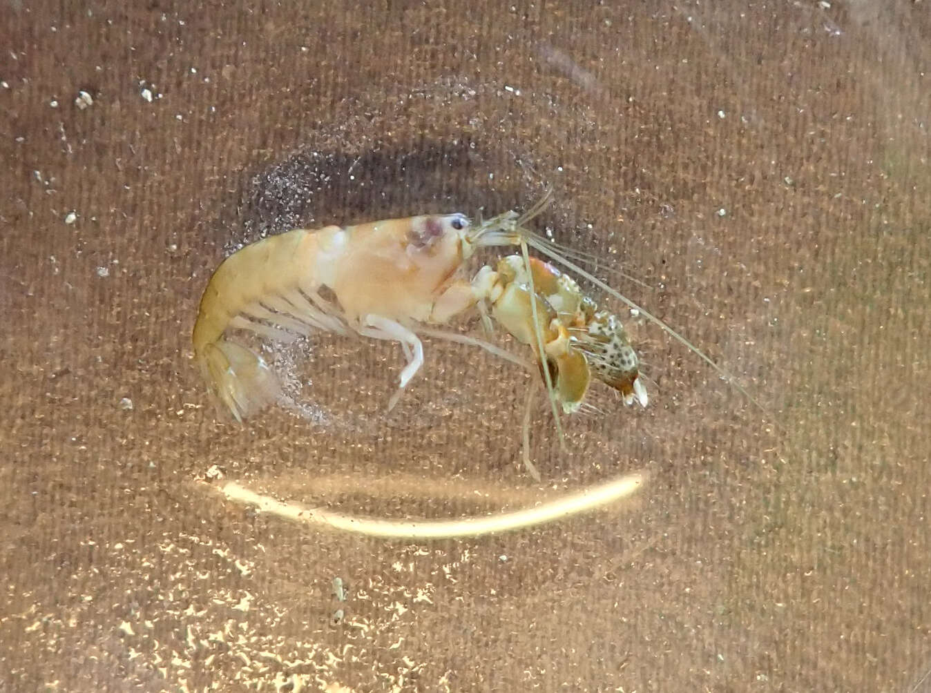 Image of Mediterranean snapping prawn