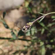 Image of Megachile pollinosa Spinola 1851