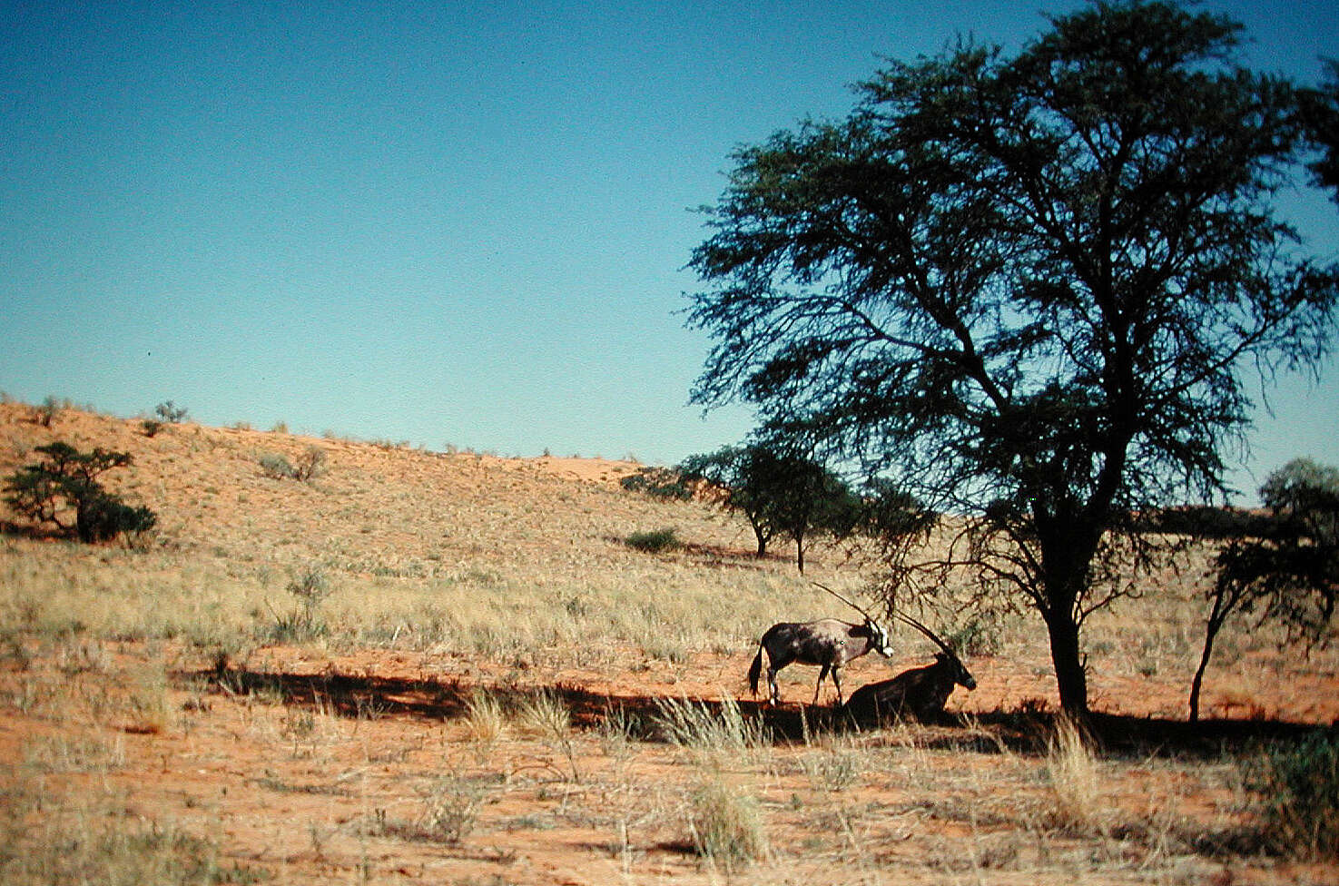 Image of Oryx gazella gazella