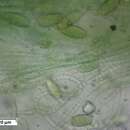 Plancia ëd Cylindrospermum muscicola