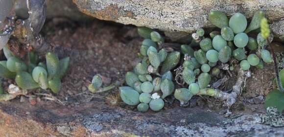 Image of Curio citriformis (G. D. Rowley) P. V. Heath