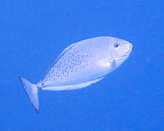 Image of Gray Unicornfish