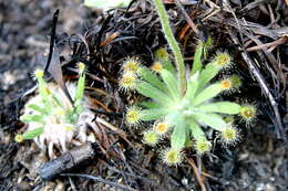 Image of Drosera dilatatopetiolaris Kondo