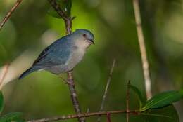 Image of Bicolored Conebill