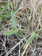 Image de Aspilia mossambicensis (Oliv.) Wild